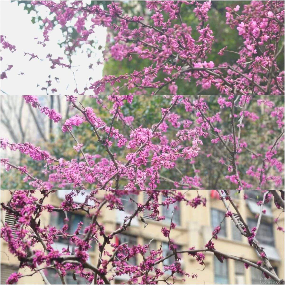 �����ѡ���֦�����ף���������ġ��������ǣ�